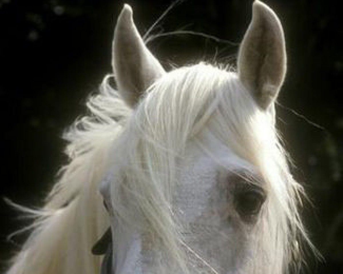 Deckhengst Sea Crest (Irish Sport Horse, 1979, von Knockboy)
