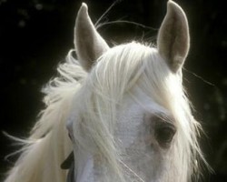 stallion Sea Crest (Irish Sport Horse, 1979, from Knockboy)