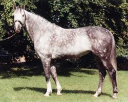 stallion Cruising (Irish Sport Horse, 1985, from Sea Crest)
