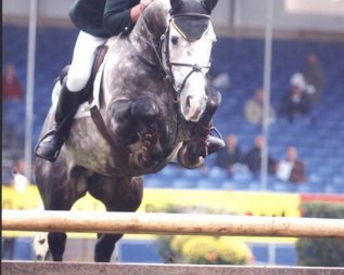 Deckhengst Bahrain Cruise (Irish Sport Horse, 1995, von Cruising)