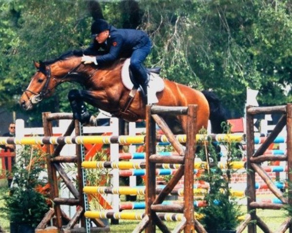 stallion Wessex (Hanoverian, 1991, from Watzmann)