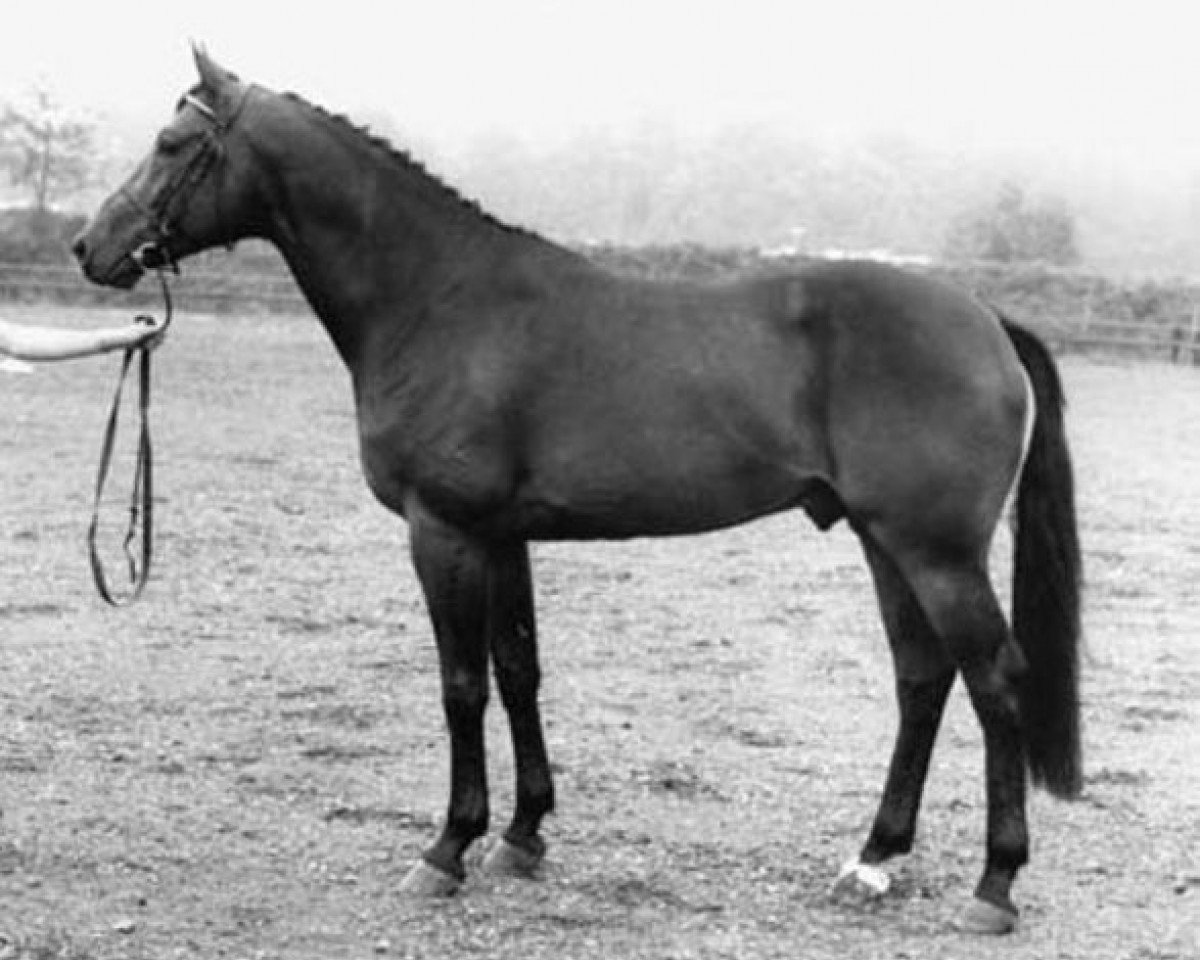 Deckhengst Daimler (KWPN (Niederländisches Warmblut), 1985, von Nimmerdor)