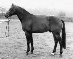 stallion Daimler (KWPN (Royal Dutch Sporthorse), 1985, from Nimmerdor)
