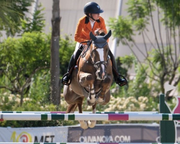jumper Evita van Spieringen (Belgium Sporthorse, 2010, from Eros Platiere)