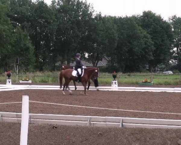 jumper Mr. Bean 23 (German Riding Pony, 2004, from Madison)