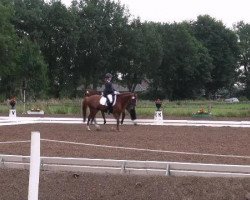 jumper Mr. Bean 23 (German Riding Pony, 2004, from Madison)