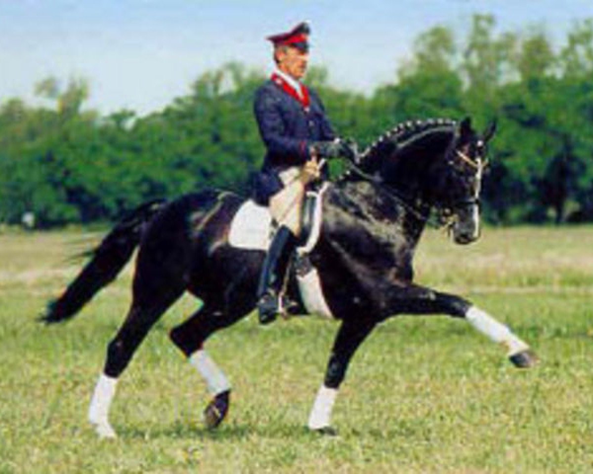 stallion Paradiesvogel (Westphalian, 1989, from Parademarsch I)