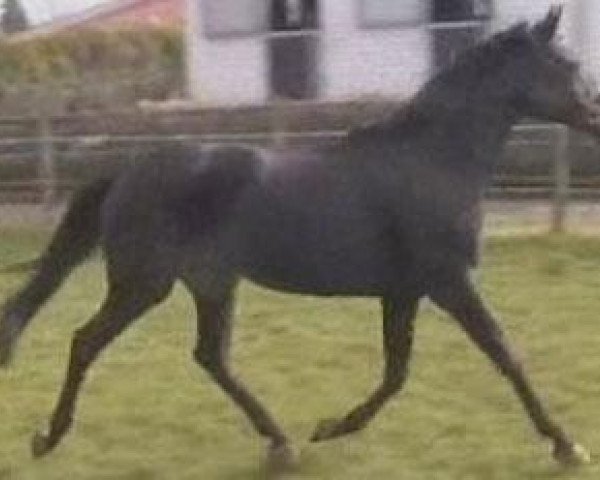broodmare Namibia (Hanoverian, 1998, from Natiello xx)