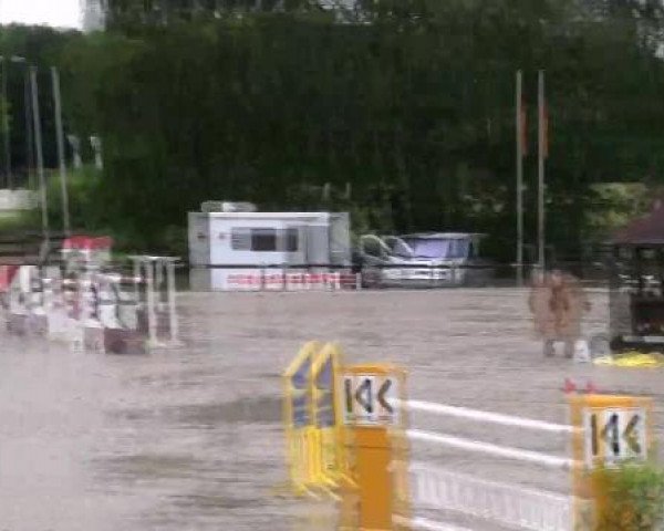 jumper Compass (Zangersheide riding horse, 2001, from Calvaro Z)
