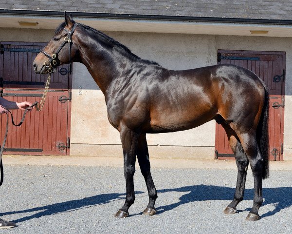 stallion Eagles by Day xx (Thoroughbred, 2016, from Sea The Stars xx)