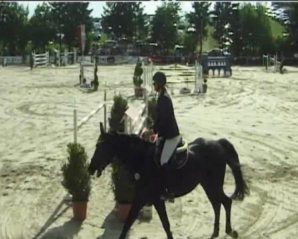 jumper Clever Boy 6 (Oldenburg, 1996, from Cordalme Z)