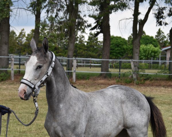 horse Diana Jones (Westphalian, 2022, from Diaron OLD)