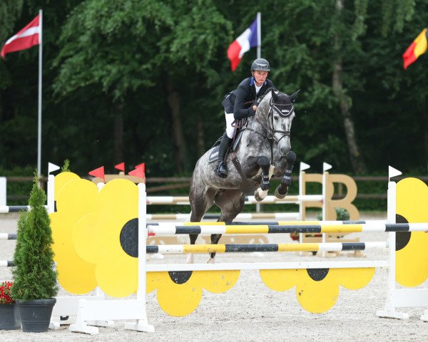 jumper Garfunkel 6 (Zangersheide riding horse, 2016, from Induparts Guidam Sohn)