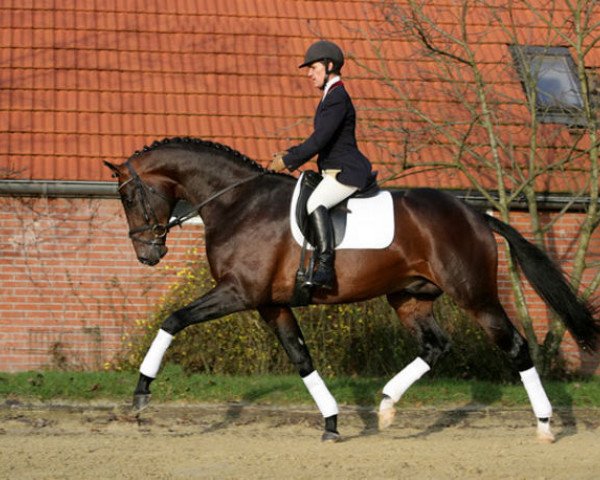 Deckhengst Spielberg (Westfale, 2004, von Sunny-Boy)