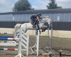 broodmare Kandy 52 (Holsteiner, 2017, from Livello)
