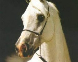 stallion Shaikh Al Badi 1969 ox (Arabian purebred, 1969, from Morafic 1956 EAO)