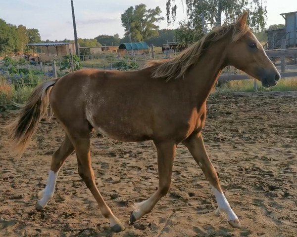 horse Zazou (German Riding Pony, 2021, from Van Goghs Varouche)