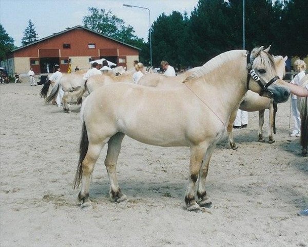 broodmare Rigmor Vårby (Fjord Horse, 1998, from Orion Halsnæs) broodmare Rigmor Vårby (Fjord Horse, 1998, from Orion Halsnæs)
