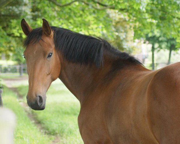 broodmare Raveena C (Westphalian, 2007, from Riccione)