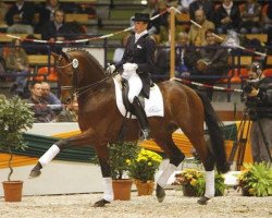 stallion Connery (Trakehner, 1998, from Buddenbrock)