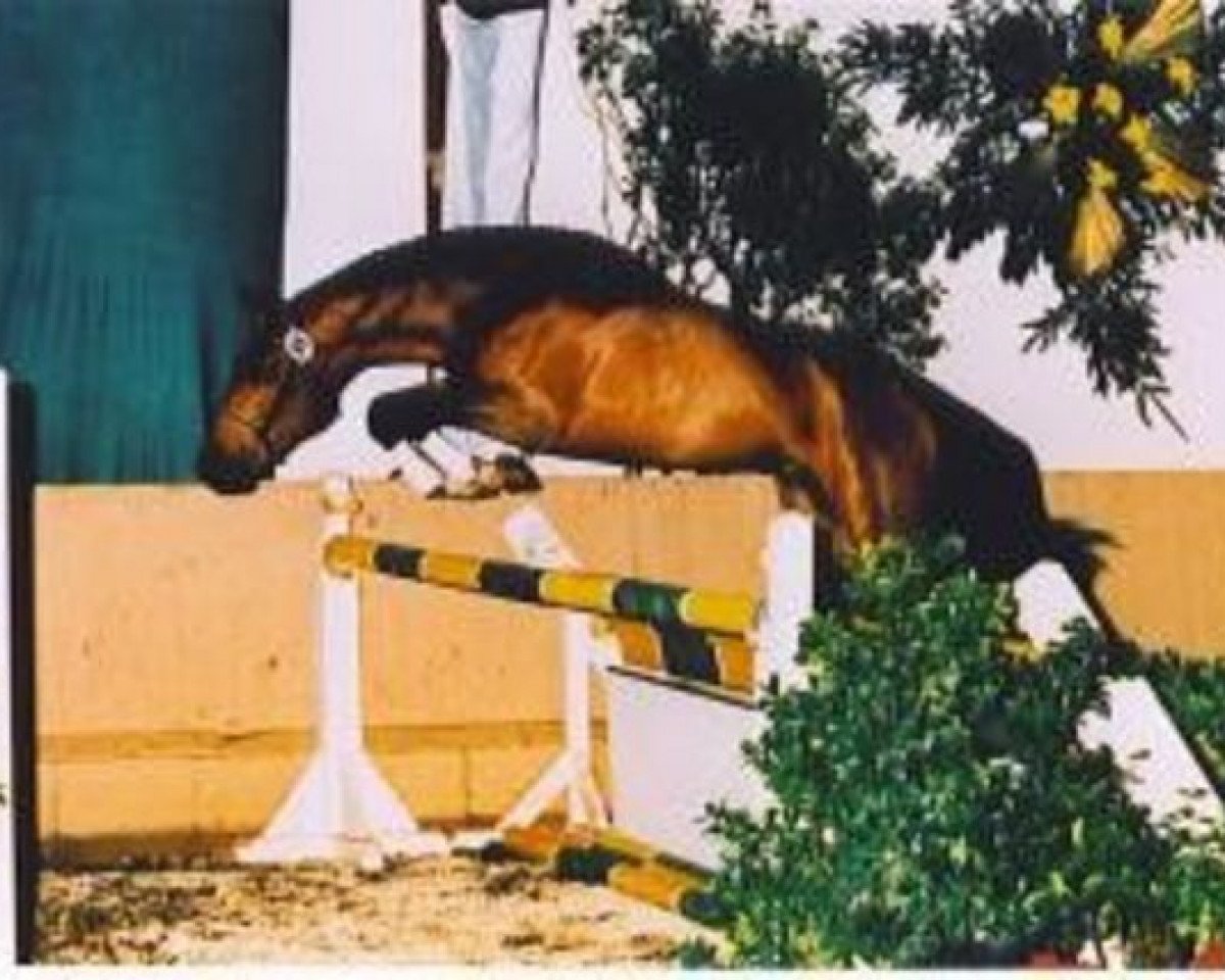 stallion Calimbo (Holsteiner, 1992, from Cor de la Bryère)