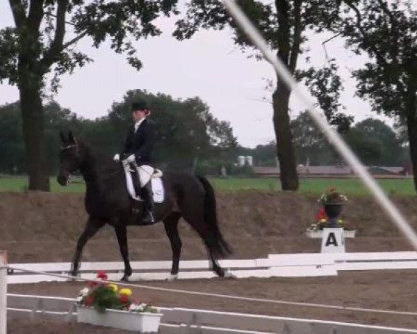 dressage horse Coerly (Oldenburg, 1995, from Canaster I)