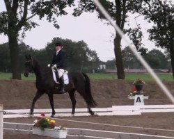 Cavallo da Dressage Coerly (Oldenburger, 1995, di Canaster I)