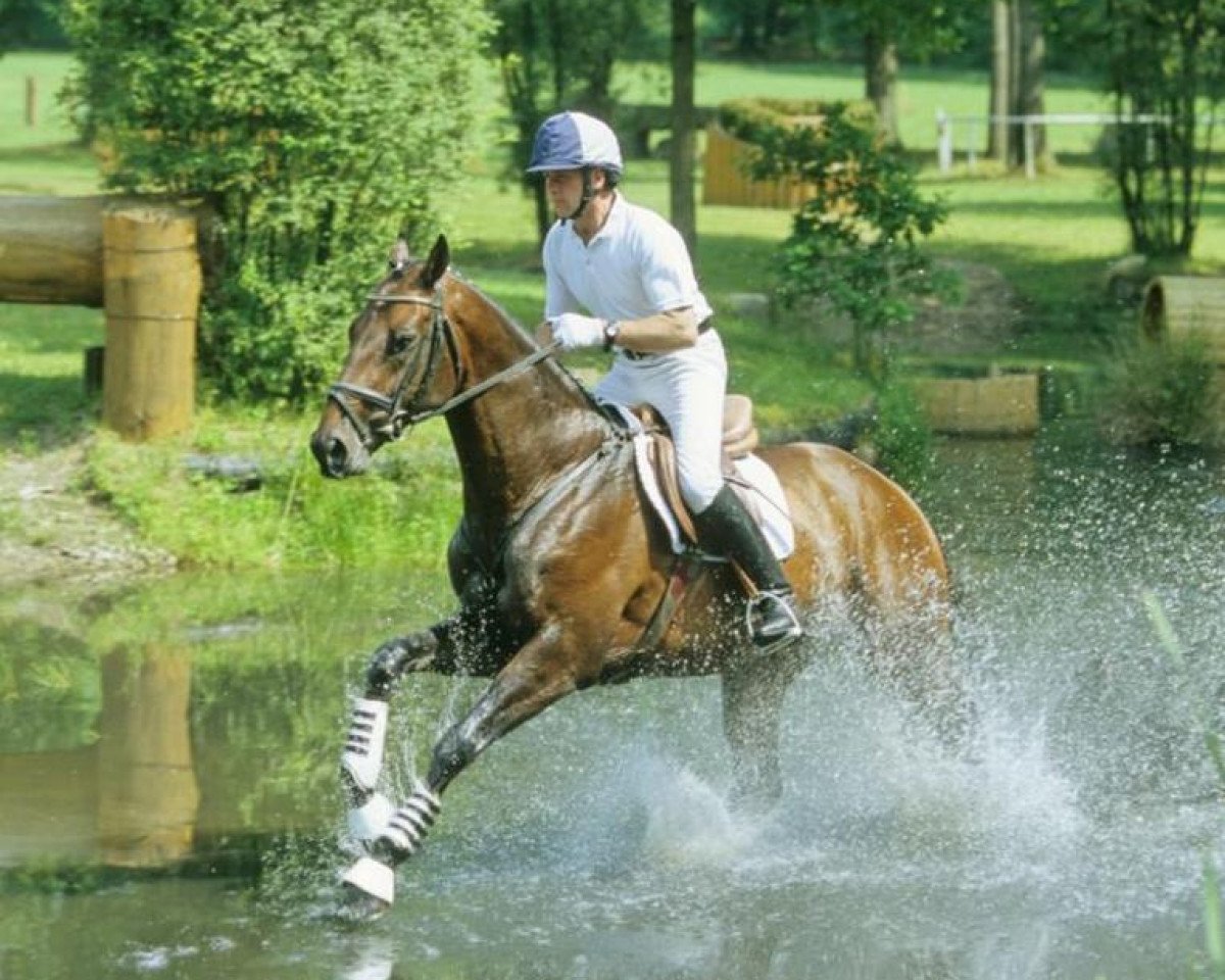 stallion Nobre xx (Thoroughbred, 1999, from Gem Master xx)