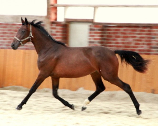horse Fortunaswald (Westphalian, 2009, from Florencio I)