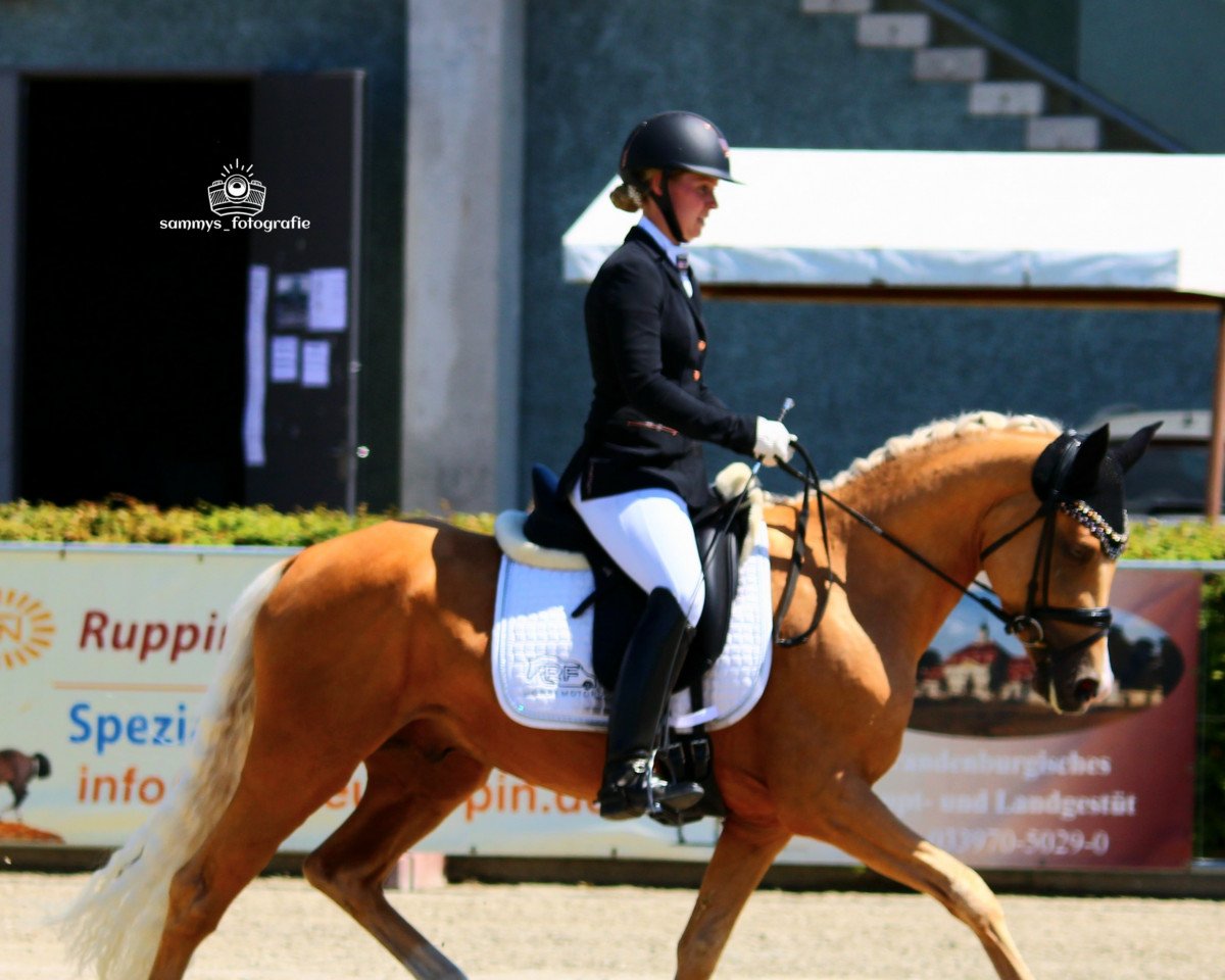 horse Friedrichshof Depeche Lord (German Riding Pony, 2019, from Depeche Mode 14)