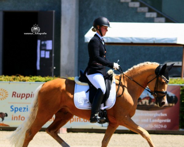 Pferd Friedrichshof Depeche Lord (Deutsches Reitpony, 2019, von Depeche Mode 14)