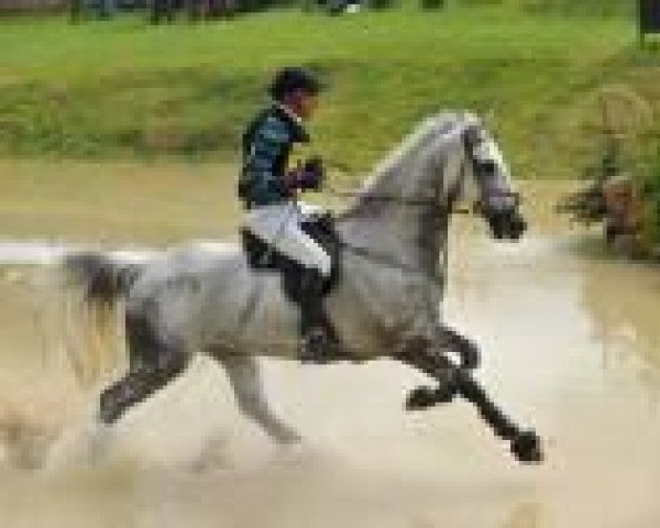 jumper Dunkas A (Belgian Warmblood, 2003, from Pharaon xx)
