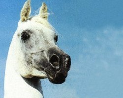 stallion Mahomed 1968 ox (Arabian purebred, 1968, from Hadban Enzahi 1952 EAO)