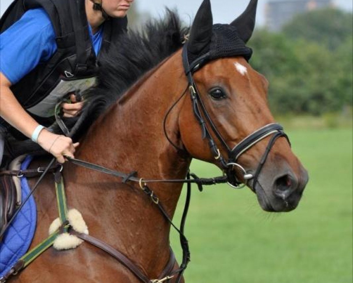 Pferd Extebaria van't Verahof (Belgisches Warmblut, 2004, von Vigo d'Arsouilles)