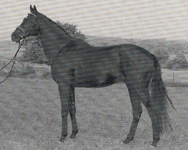 Deckhengst Lonely Boy xx (Englisches Vollblut, 1979, von Athenagoras xx)