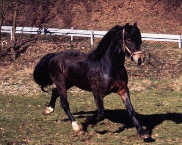 Deckhengst Ceres Brenin Spider (Welsh-Cob (Sek. D), 1986, von Bucklesham Brenin Bach)