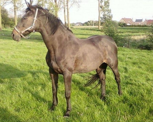 broodmare Vanessa VII (Holsteiner, 1983, from Caletto II)