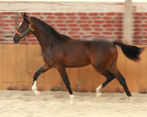 horse Flamencoswald (Westphalian, 2009, from Florencio I)