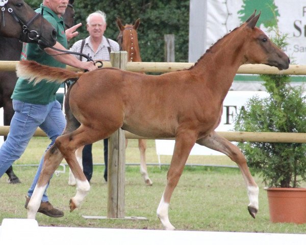 horse Darling (Westphalian, 2012, from Dankeschön)