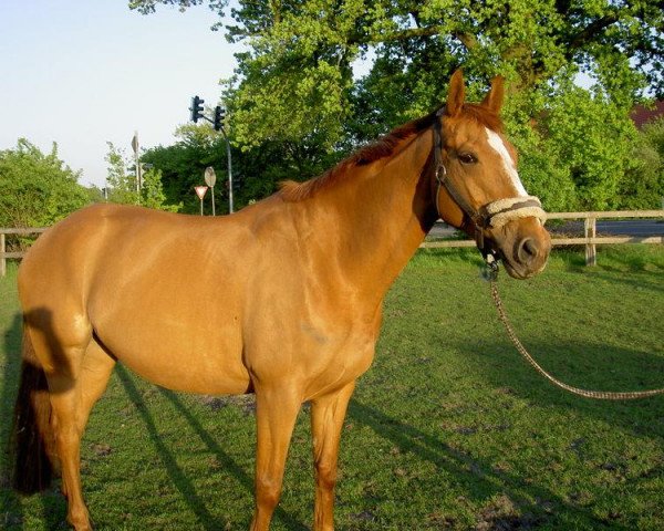broodmare Little Lucy 7 (Westphalian, 2001, from Laurentianer)
