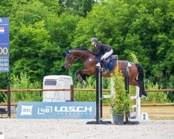 jumper Claim 3 (Oldenburg, 2015, from Chaman)