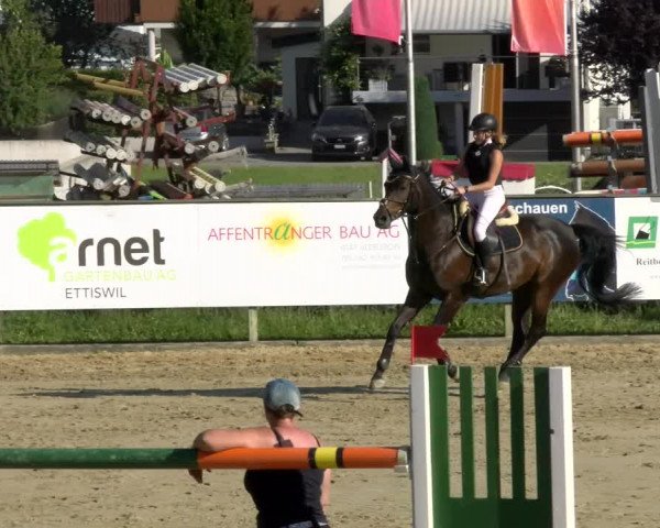 Reitturnier Dagmersellen 2022