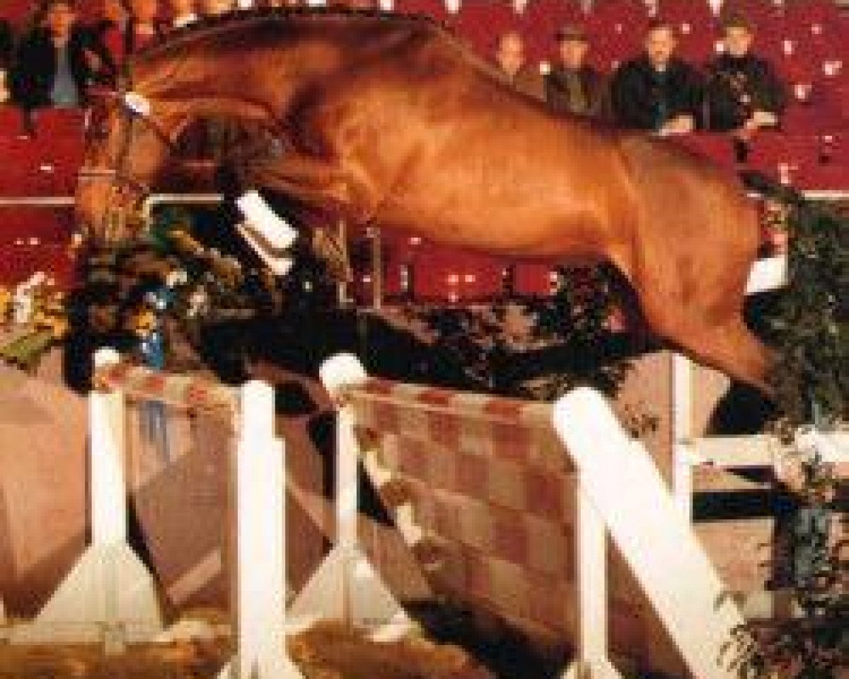 stallion El-Im-Cal xx (Thoroughbred, 1982, from Feroce xx)