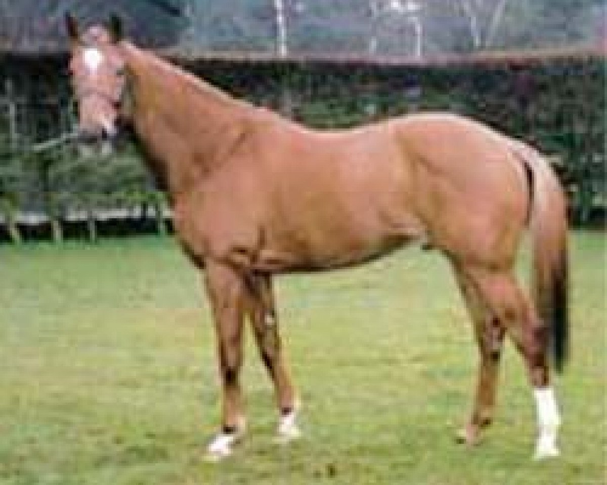 stallion Wilawander xx (KWPN (Royal Dutch Sporthorse), 1993, from Nashwan xx)