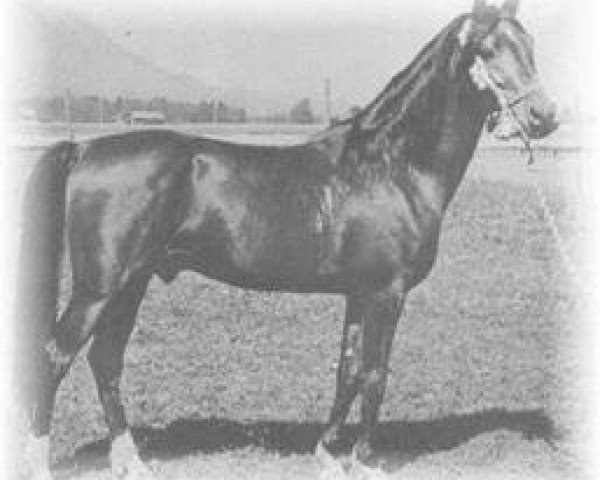 stallion Wisznu 1943 ox (Arabian purebred, 1943, from Witez II 1938 ox)
