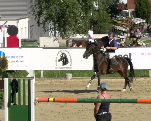 Reitturnier Dagmersellen 2022