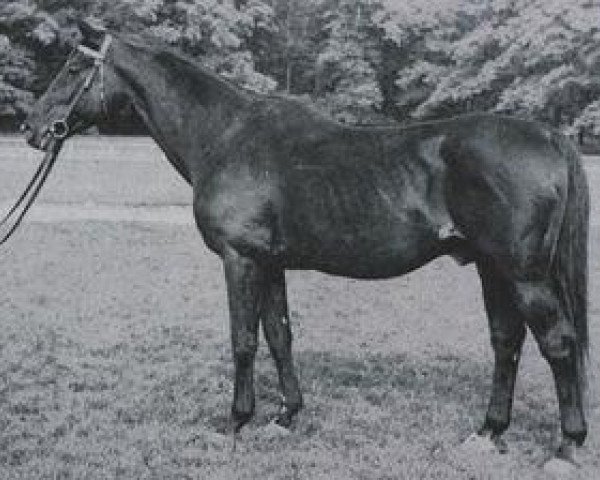 stallion Oxyd (Trakehner, 1924, from Irrlehrer)