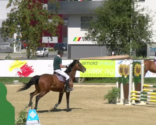 Reitturnier Dagmersellen 2022