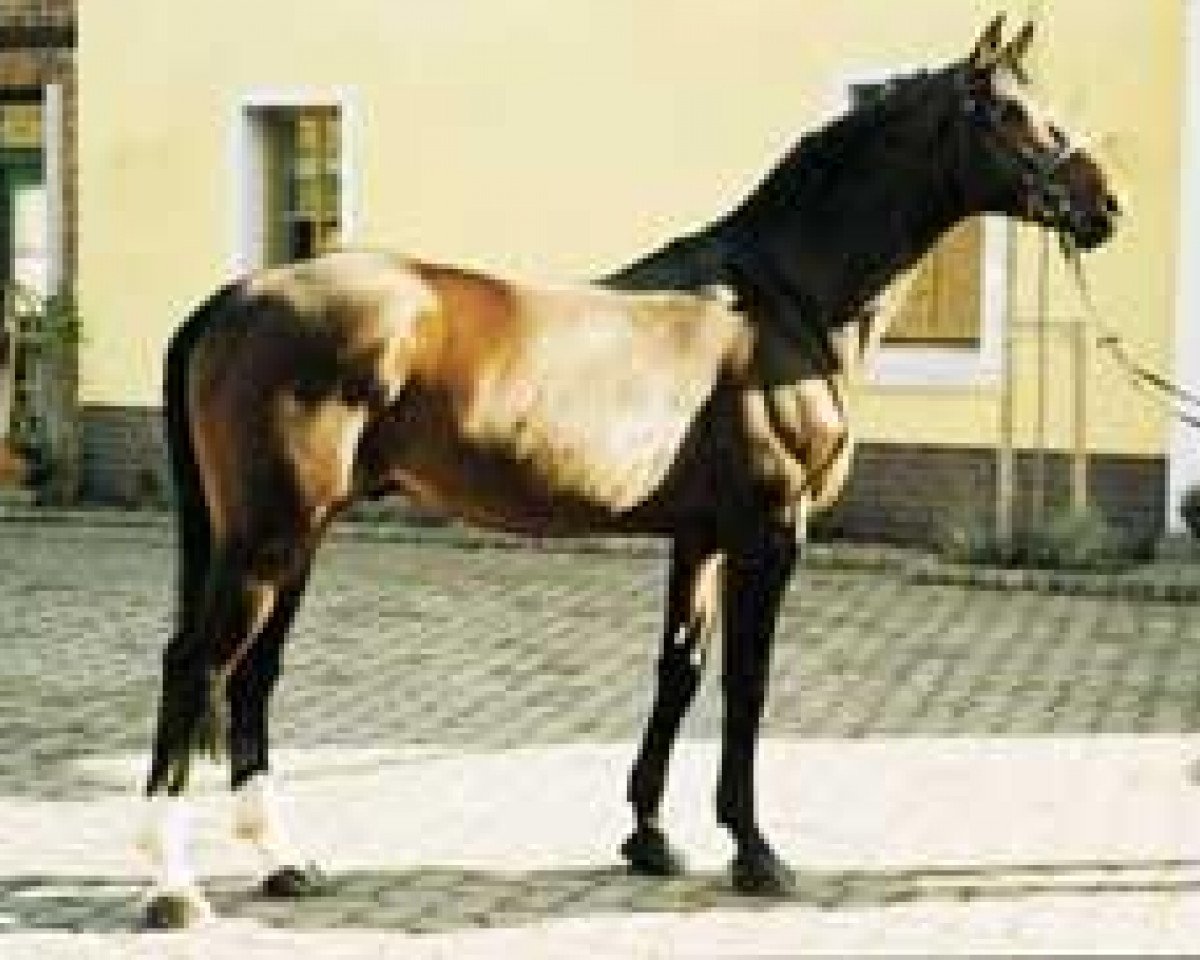 stallion Crazy Cocktail (Hanoverian, 1988, from Calypso II)