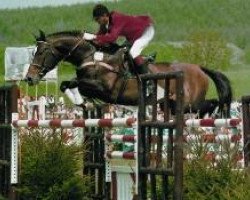 stallion Mentor (Holsteiner, 1975, from Marlon xx)